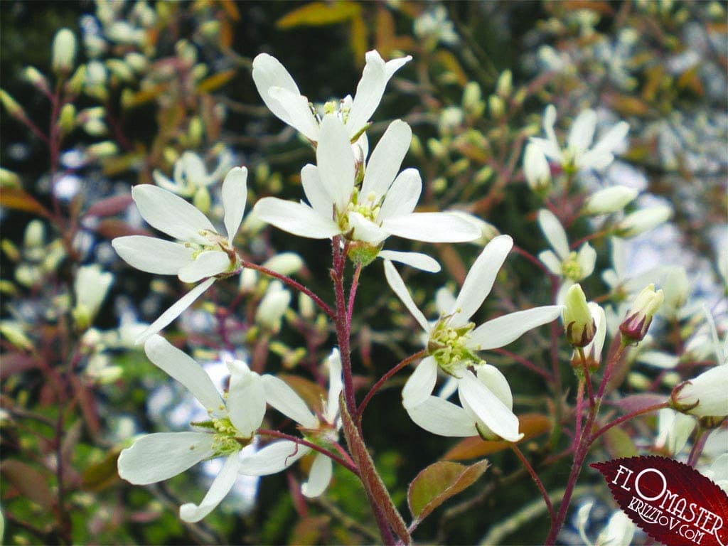 Branche d’amélanchier, garnie de petites fleurs blanches à 5 pétales. 