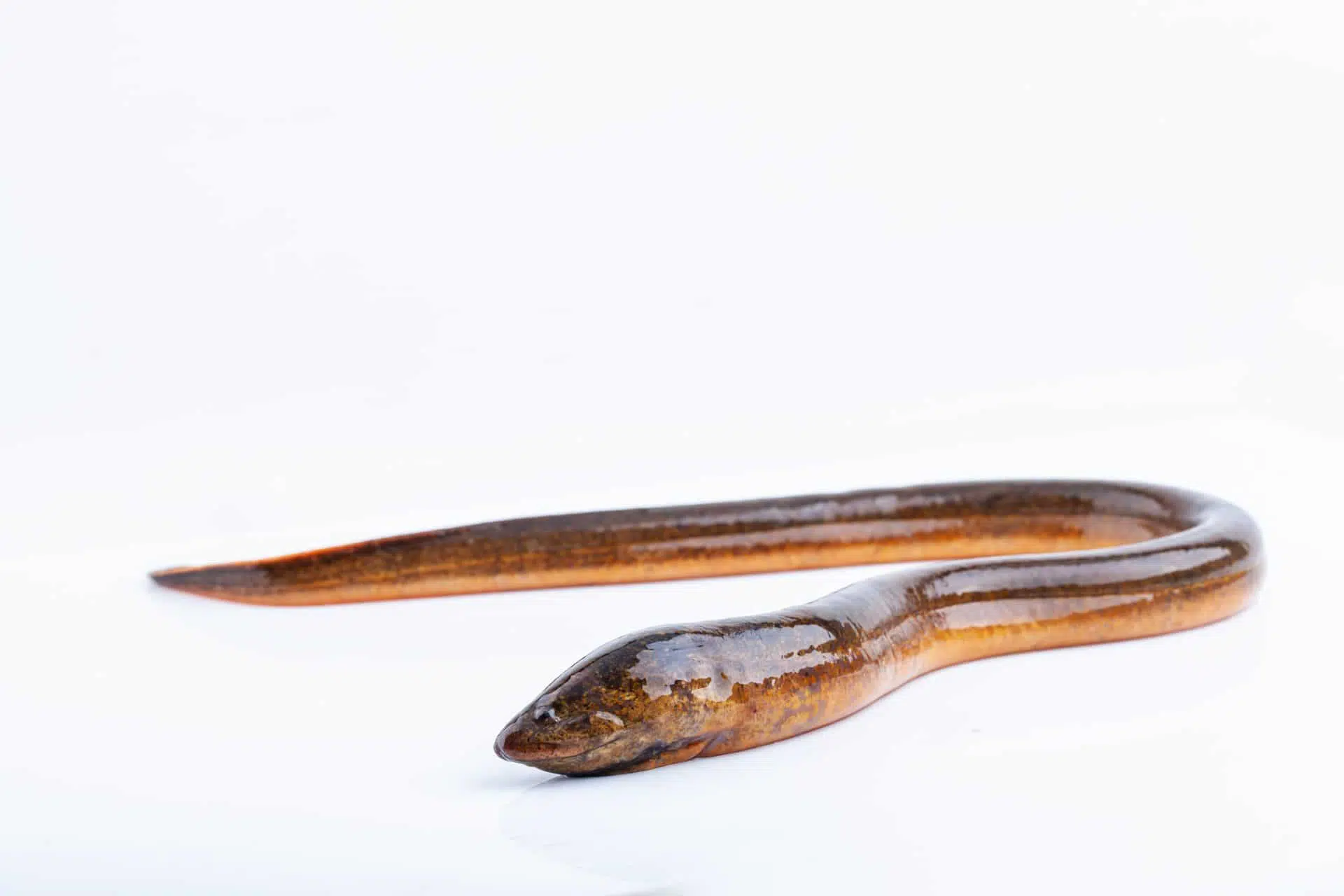 L’anguille d’Amérique, observée  au parc de la Frayère, est considérée comme une espèce vulnérable.