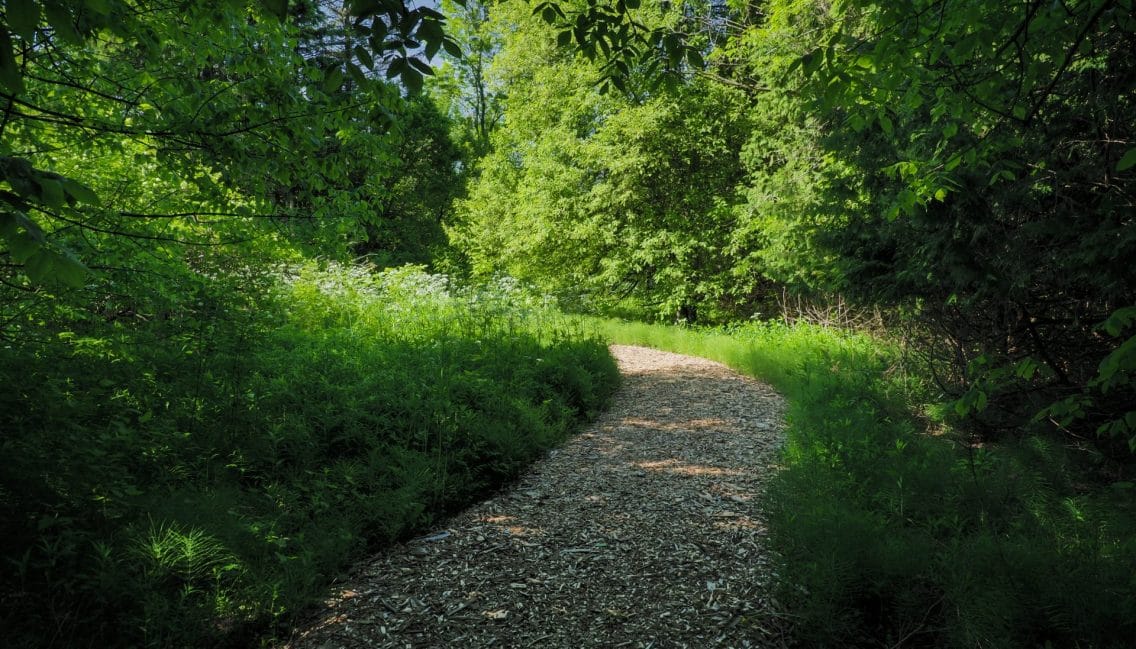 Sentier pédestre à l'arboretum Stephen-Langevin.