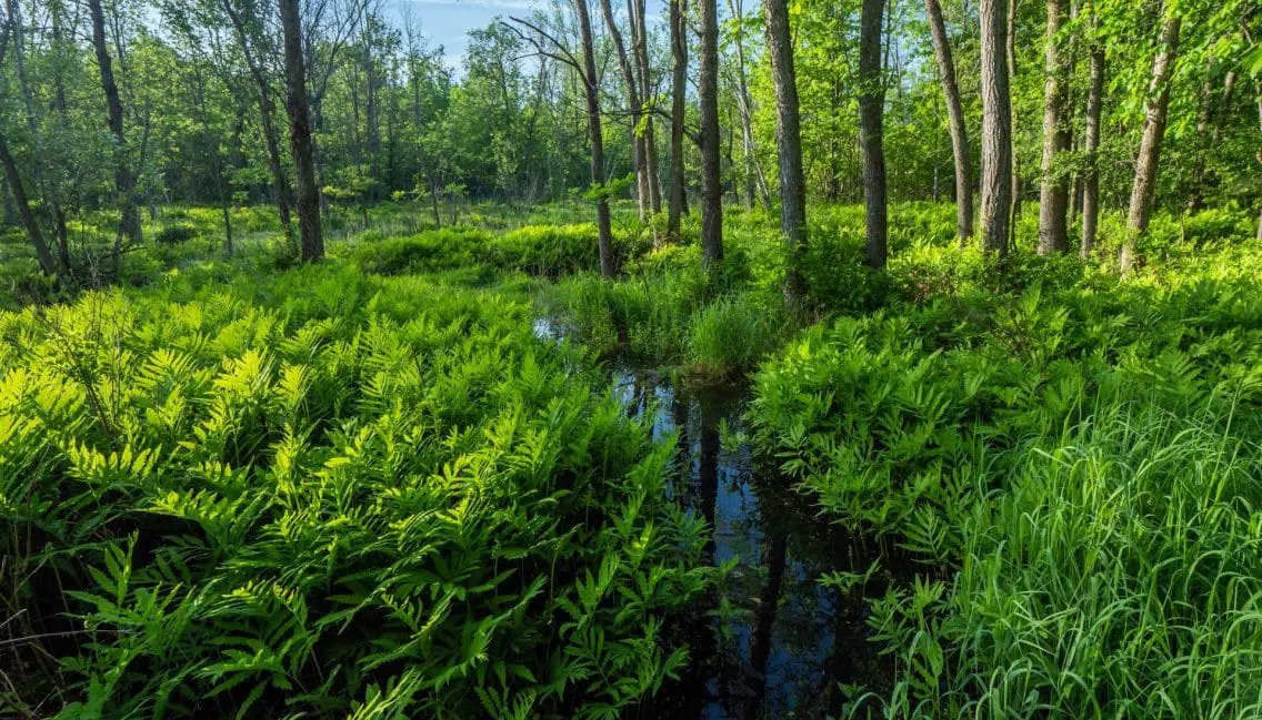 Biodiversité végétale en milieux humides du boisé Du Tremblay.