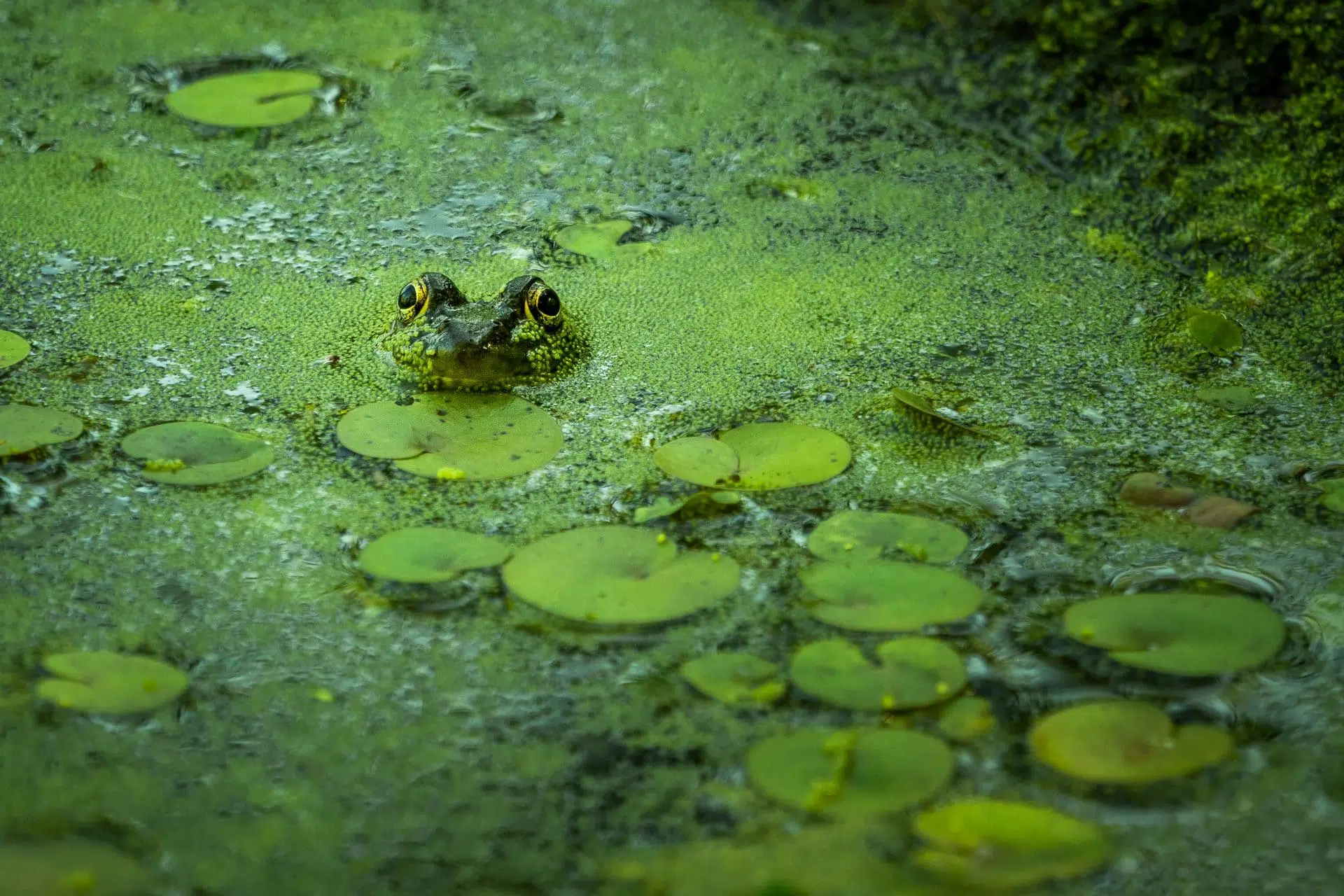 Biodiversité faunique en milieux humides au parc du Boisé-du-Pays-Brûlé.