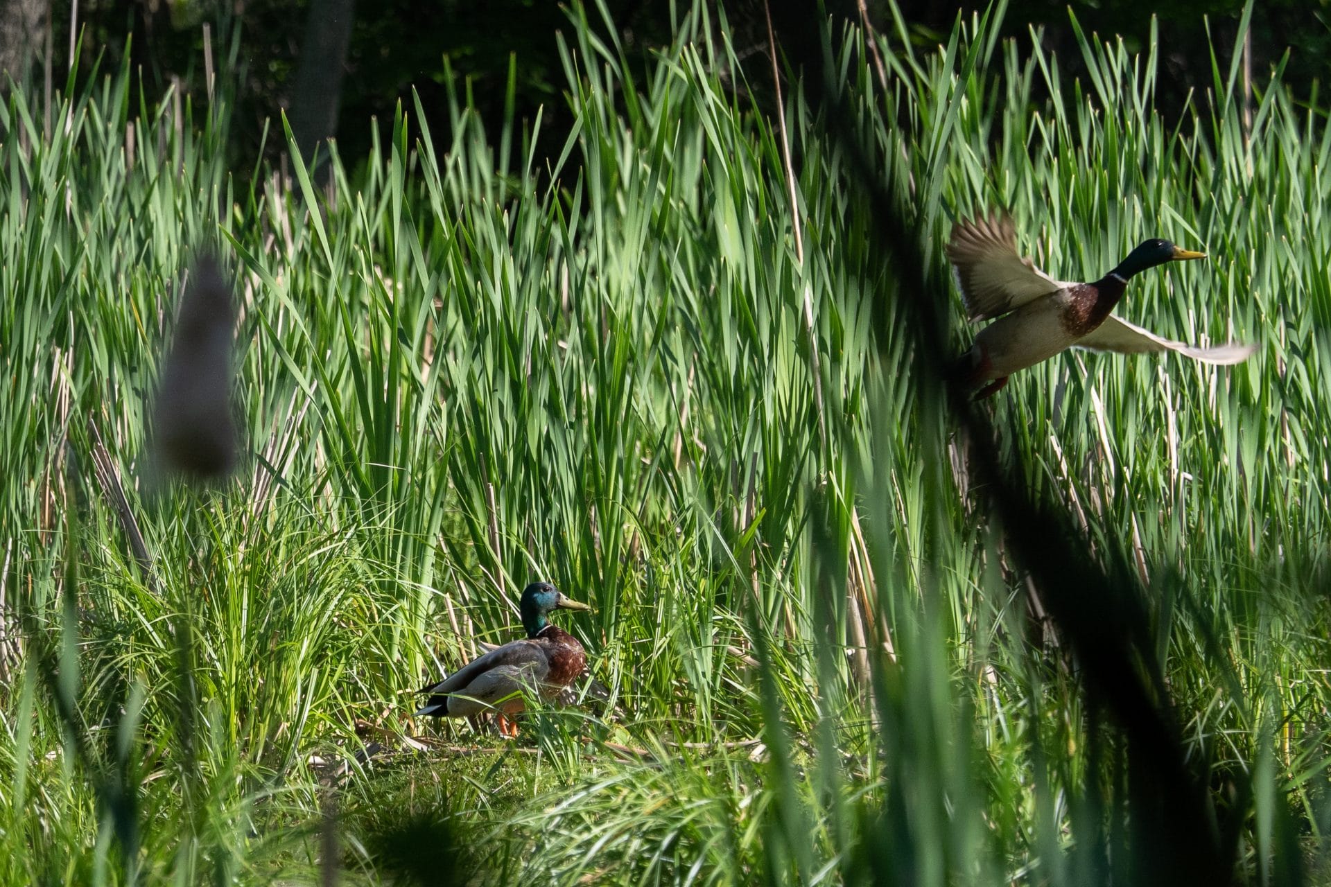 Des canards au parc du Boisé-du-Pays-Brûlé.