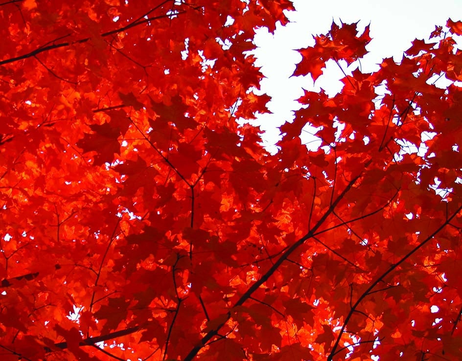 De belles feuilles rouge vif d’érable Autumn Blaze.