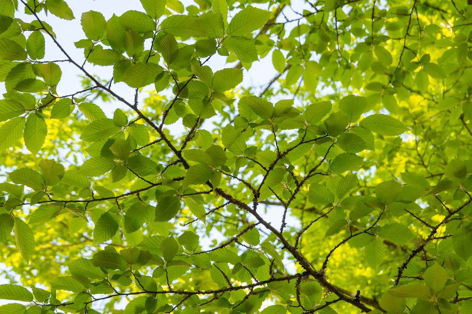 Branche feuillue d’un orme qui présente plusieurs feuilles vert tendre dentelées.