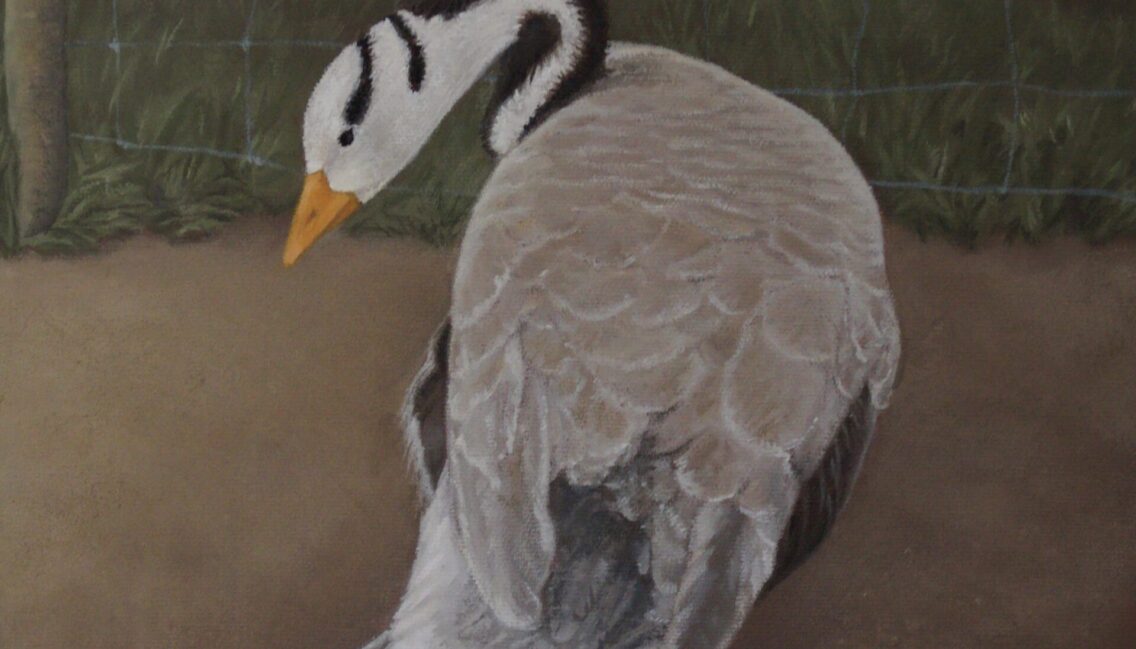Peinture d'un canard noir et blanc