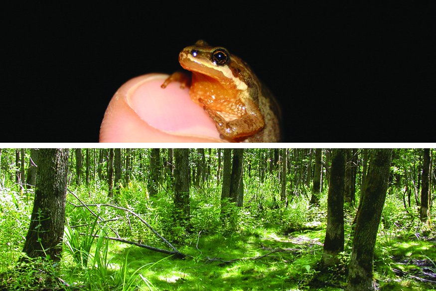 Visuel de l'activité de découverte du boisé Du Tremblay. On y voit une petite grenouille sur le pouce de quelqu'un ainsi qu'une photo du boisé avec plusieurs arbres et de la verdure.