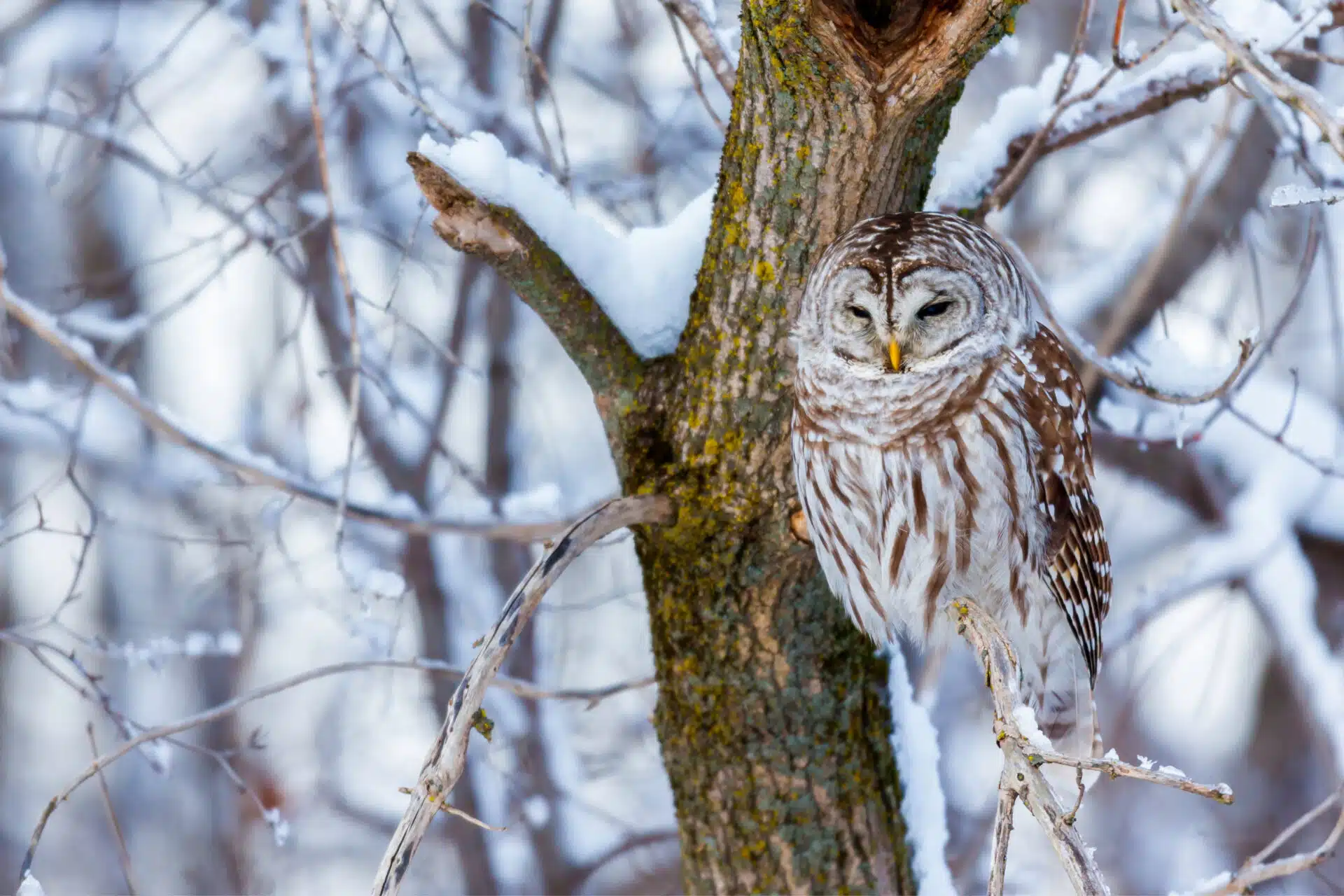 Une chouette rayée dans un arbre en hiver