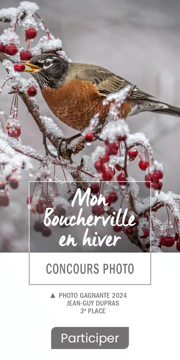 Merle d'Amérique sur un arbre en hiver - photo prise dans le cadre du concours Mon Boucherville en hiver. On retrouve les informations suivantes : Mon Boucherville en hiver - concours photo ainsi que le bouton Participer