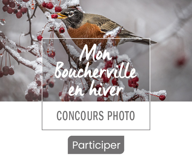 Merle d'Amérique sur un arbre en hiver - photo prise dans le cadre du concours Mon Boucherville en hiver. On retrouve les informations suivantes : Mon Boucherville en hiver - concours photo ainsi que le bouton Participer